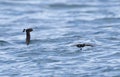 Stormvogeltje, European Storm-Petrel, Hydrobates pelagicus