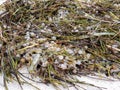 Stormy beach seaweed sand rain fish eggs Royalty Free Stock Photo