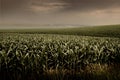 Stormy Cornfield Royalty Free Stock Photo