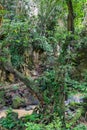 Stormy creek in the jungle Phuket, Thailand