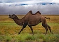 A stormy day in the life of camels