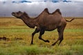A stormy day in the life of camels