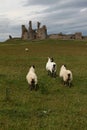 Stormy Dunstanburgh Castle Royalty Free Stock Photo