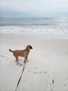 Stormy Florida dog walk gulf coast beach boardwalk Royalty Free Stock Photo