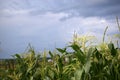 A stormy horizon with blue clouds over a cornfield Royalty Free Stock Photo