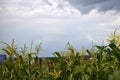 A stormy horizon with blue clouds over a cornfield Royalty Free Stock Photo