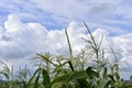 A stormy horizon with blue clouds over a cornfield