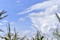 A stormy horizon with blue clouds over a cornfield