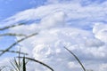 A stormy horizon with blue clouds over a cornfield Royalty Free Stock Photo