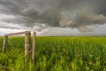 Stormy Landscape in Green Wheat Field