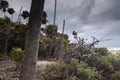 Stormy landscape of palm trees and vegetation, Caribbean Sea, Cuba Royalty Free Stock Photo