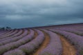Stormy lavender