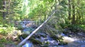 A stormy mountain river flows down a waterfall through a forest, bending around stones and dumped trees on its way Royalty Free Stock Photo