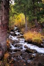 A stormy mountain stream cascades through the forest, skirting stones and pines Royalty Free Stock Photo