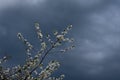 Stormy rainy bad weather during cherry blossoming. Early frosts as harvest failure