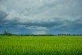 Stormy rainy dark clouds and a green field of grain Royalty Free Stock Photo