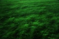 Green wheat field with stormy rainy dark clouds over the Western Plain of Romania. Royalty Free Stock Photo