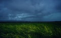 Green wheat field with stormy rainy dark clouds over the Western Plain of Romania.