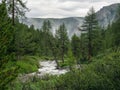 Stormy river in a coniferous mountain forest. Awesome highland scenery with beautiful glacial streams among sunlit hills and rocks Royalty Free Stock Photo