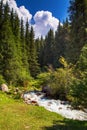 Stormy river high in the mountains. Bright summer landscape. Tall spruce and green grass. Kyrgyzstan Beautiful landscape