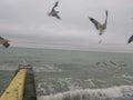 Stormy sea with seagulls