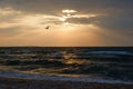 Stormy sea weather and lonely seagull hover in front of sunset sky full of warm light Royalty Free Stock Photo