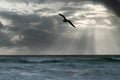Stormy seascape with sunbeams