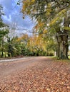 Stormy skies in autumn woodland Royalty Free Stock Photo