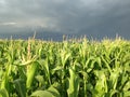 Stormy skies over cornfield Royalty Free Stock Photo