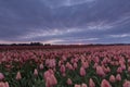Stormy sky above a pink and red tulip field in Holland Royalty Free Stock Photo