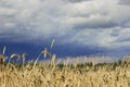 Stormy sky on a background of ripe yellow wheat in the field Royalty Free Stock Photo