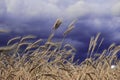 Stormy sky on a background of ripe yellow wheat in the field Royalty Free Stock Photo