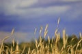 Stormy sky on a background of ripe yellow wheat in the field Royalty Free Stock Photo