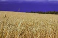 Stormy sky on a background of ripe yellow wheat in the field Royalty Free Stock Photo