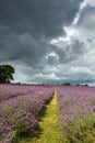 Stormy sky over a Lavender field in Banstead