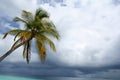 Stormy sky and palm tree Royalty Free Stock Photo