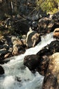 A stormy stream of a shallow stream flows down from the mountains through the autumn forest, bending around trees and large stones Royalty Free Stock Photo