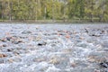 A stormy stream of a shallow mountain river with stones sticking out above the water, flowing through the forest Royalty Free Stock Photo