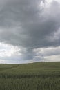 Stormy summer day over barley or wheat field. The cloud is dark gray over the farmland Royalty Free Stock Photo