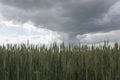 Stormy summer day over barley or wheat field. The cloud is dark gray over the farmland Royalty Free Stock Photo