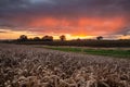 Stormy Summer Sunset over Wheat Field Royalty Free Stock Photo