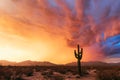 Stormy sunset with Saguaro Cactus in the Sonoran Desert near Salome, Arizona