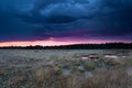 Stormy sunset sky over swamp with cottongrass