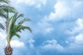 Stormy tropical beach with palm tree. Dramatic tropical sky with dark clouds. Palm tree on a stormy sky