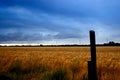 Stormy Wheat Field Royalty Free Stock Photo