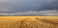 Stormy Wheat Field Royalty Free Stock Photo