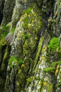 Wild Atlantic Way: Sparsely vegetated jagged sea cliffs of Skellig Michael include varied shades of green, yellow, and orange. Royalty Free Stock Photo