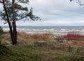 Stormy winter sea, dunes and pines on the baltic sea Royalty Free Stock Photo