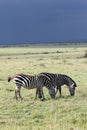Stormy Zebras Royalty Free Stock Photo