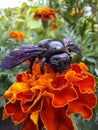 Violet carpenter bee on the marigold Royalty Free Stock Photo